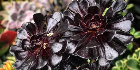 Add Black Succulents to your Gothic Garden - iHorror