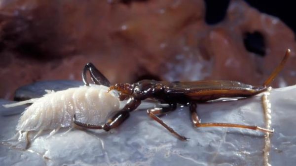 Giataki sa usa ka watercorpion (Nepa sp.) Ang biktima niini nga crustacea (Credit: Patrick Landmann / SPL)