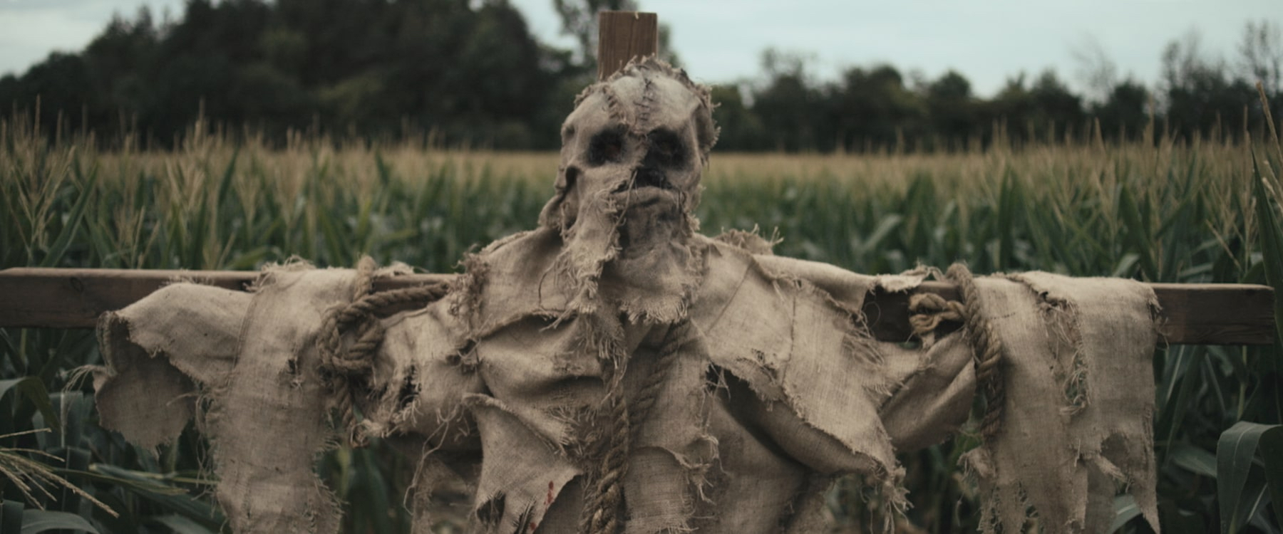 Scarecrows ጥቁር ፋውንዴሽን ስርጭት