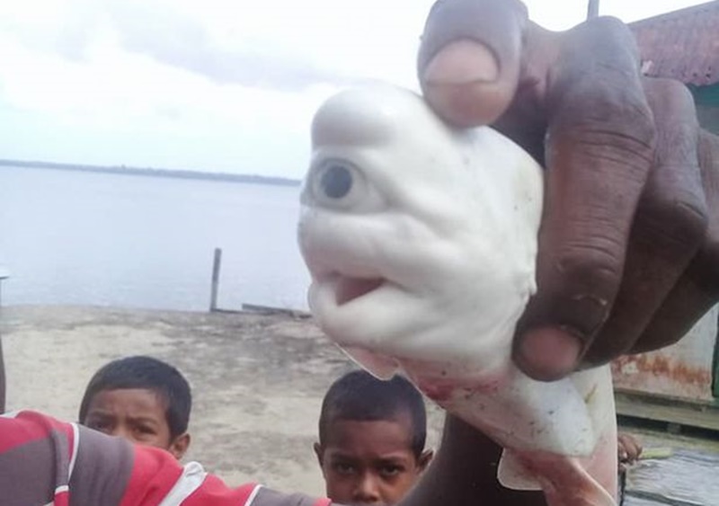 Balıqçılar tərəfindən tapılan nadir albino, tək gözlü köpək balığı.