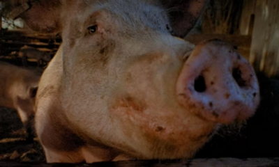 Велика свиня дивиться в об'єктив камери