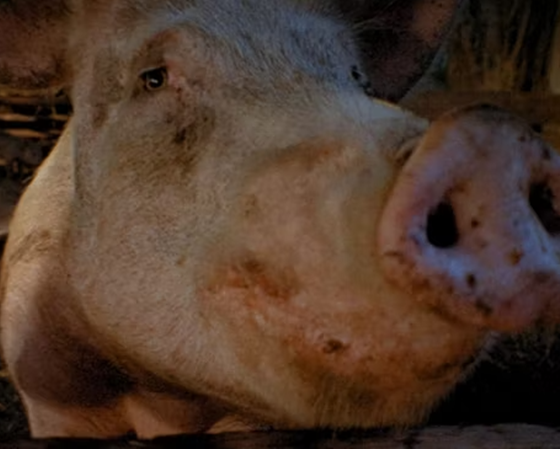 कैमरा लेंस में देख रहा बड़ा सुअर