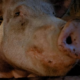 Large pig looking into camera lens