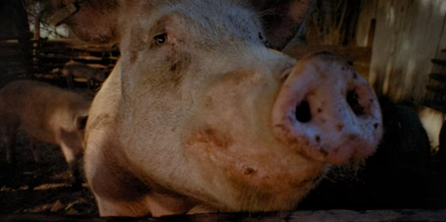 Babi besar melihat ke dalam lensa kamera